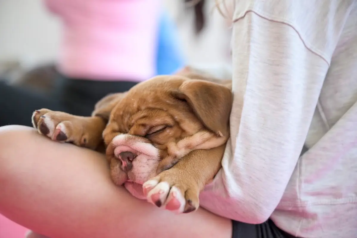 Puppy Yoga Austin (Puppies Yoga) — Yoga, Tai Chi & Pilates in E 6th St, Austin