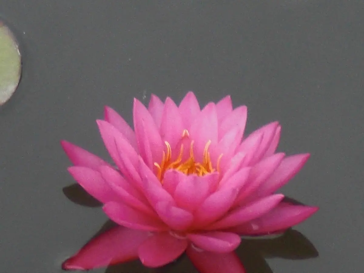 Blossom Wellness Centre — Acupuncture in Elmhurst, Chicago