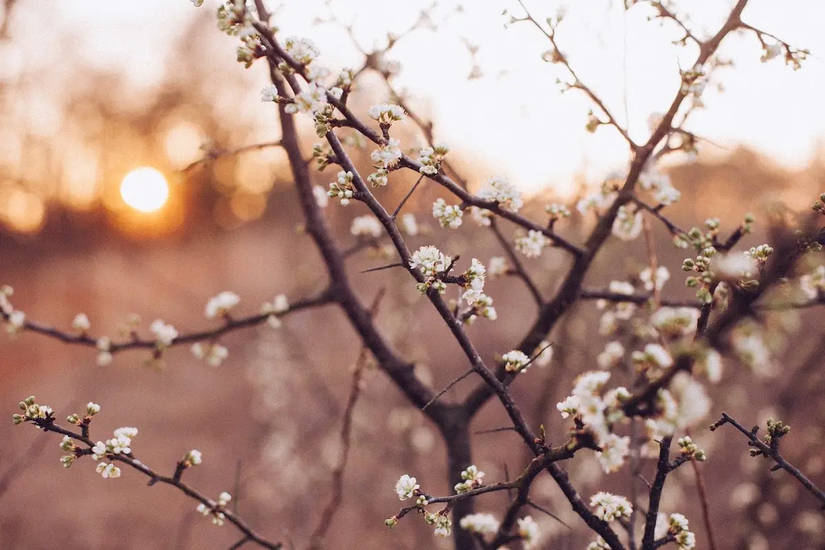 Four Flowers Wellness — Acupuncture in W Monroe St, Chicago