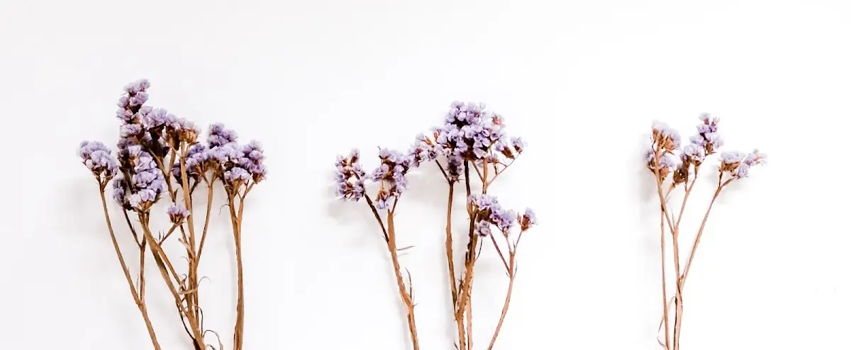 Somatic Psychotherapy Chicago — Psychotherapy in N Marion St, Chicago
