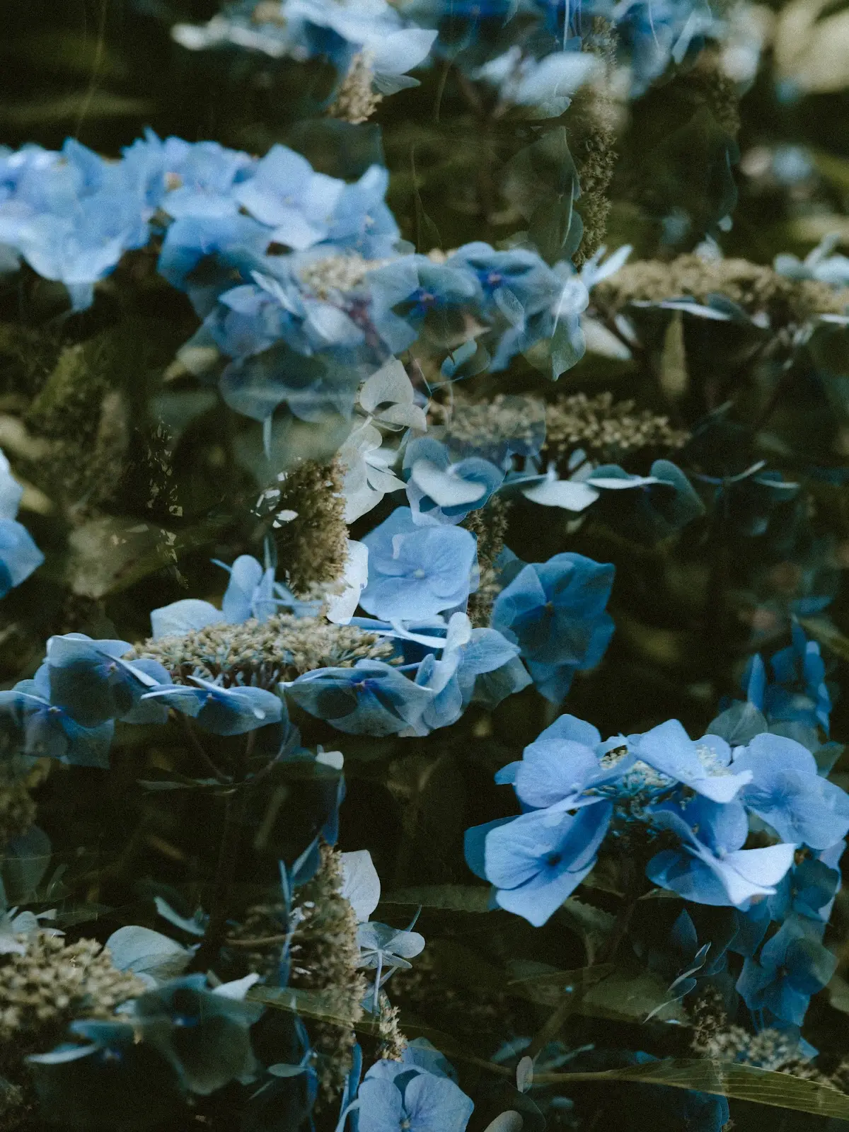 Asteri Healing Arts — Naturopathic Medicine in Preston Rd, Dallas