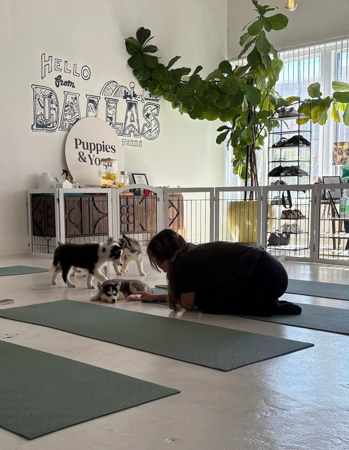 Puppy Yoga Dallas 3 (Puppies Yoga) — Yoga, Tai Chi & Pilates in Parry Ave #104, Dallas