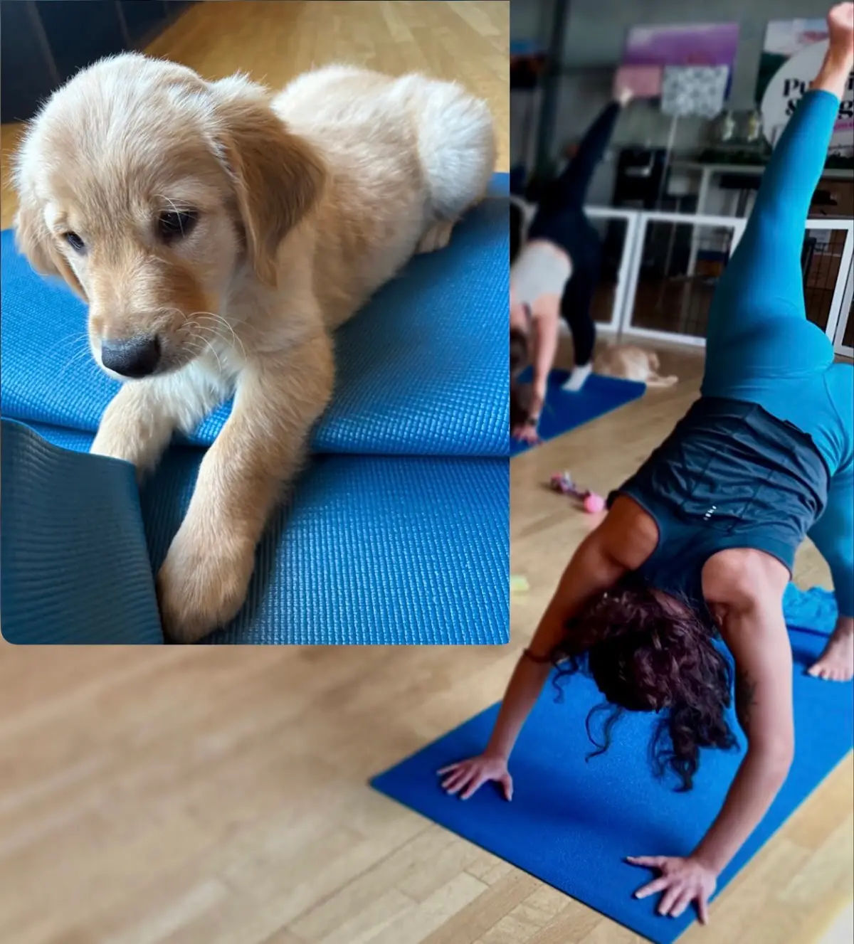 Puppy Yoga Denver (Puppies Yoga) — Yoga, Tai Chi & Pilates in Santa Fe Dr #1, Denver