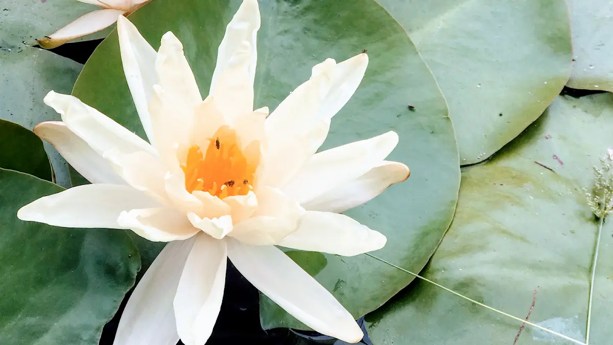 Ariel Black, MS, LMFT |Trauma Therapist Long Beach — Psychotherapy in Long Beach, Los Angeles