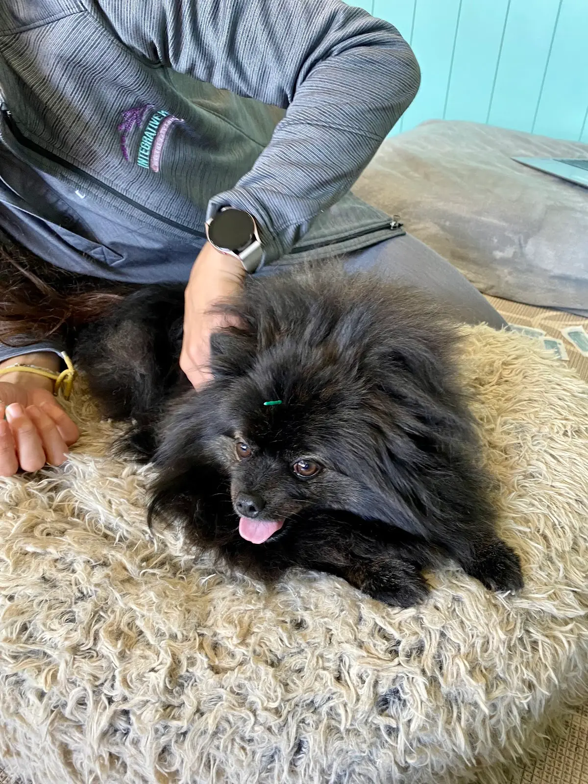 Integrative Pet Wellness Center — Hydropathy, Balneotherapy & SPA in Crenshaw Blvd, Los Angeles
