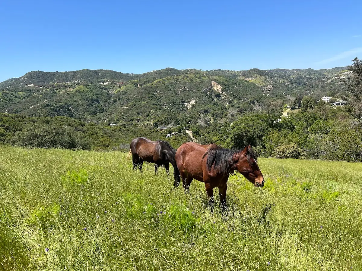 Mindful Mustang — Counsellors & Mentors in N Topanga Canyon Blvd, Los Angeles