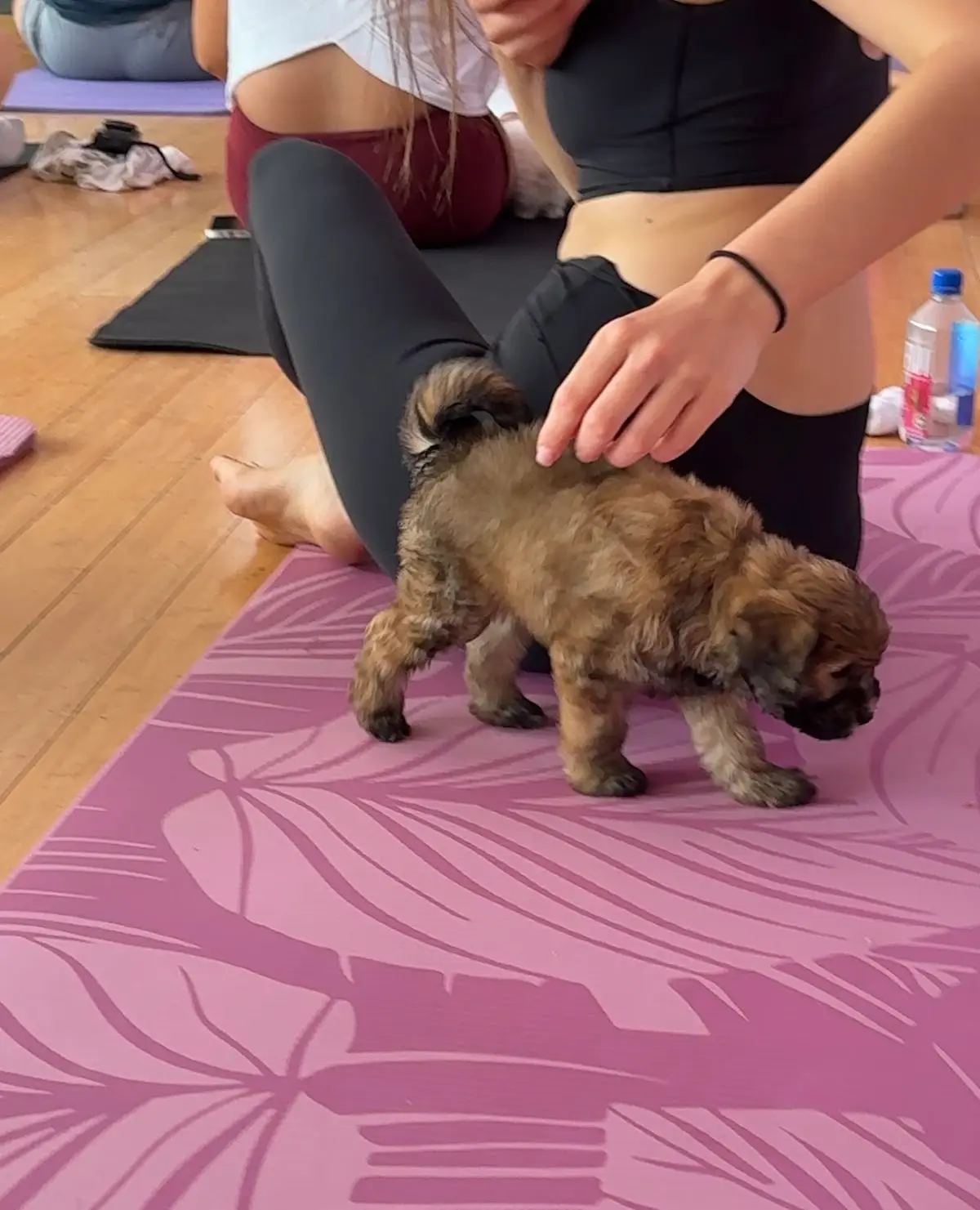 Puppy & Flow — Yoga, Tai Chi & Pilates in Westwood Blvd, Los Angeles