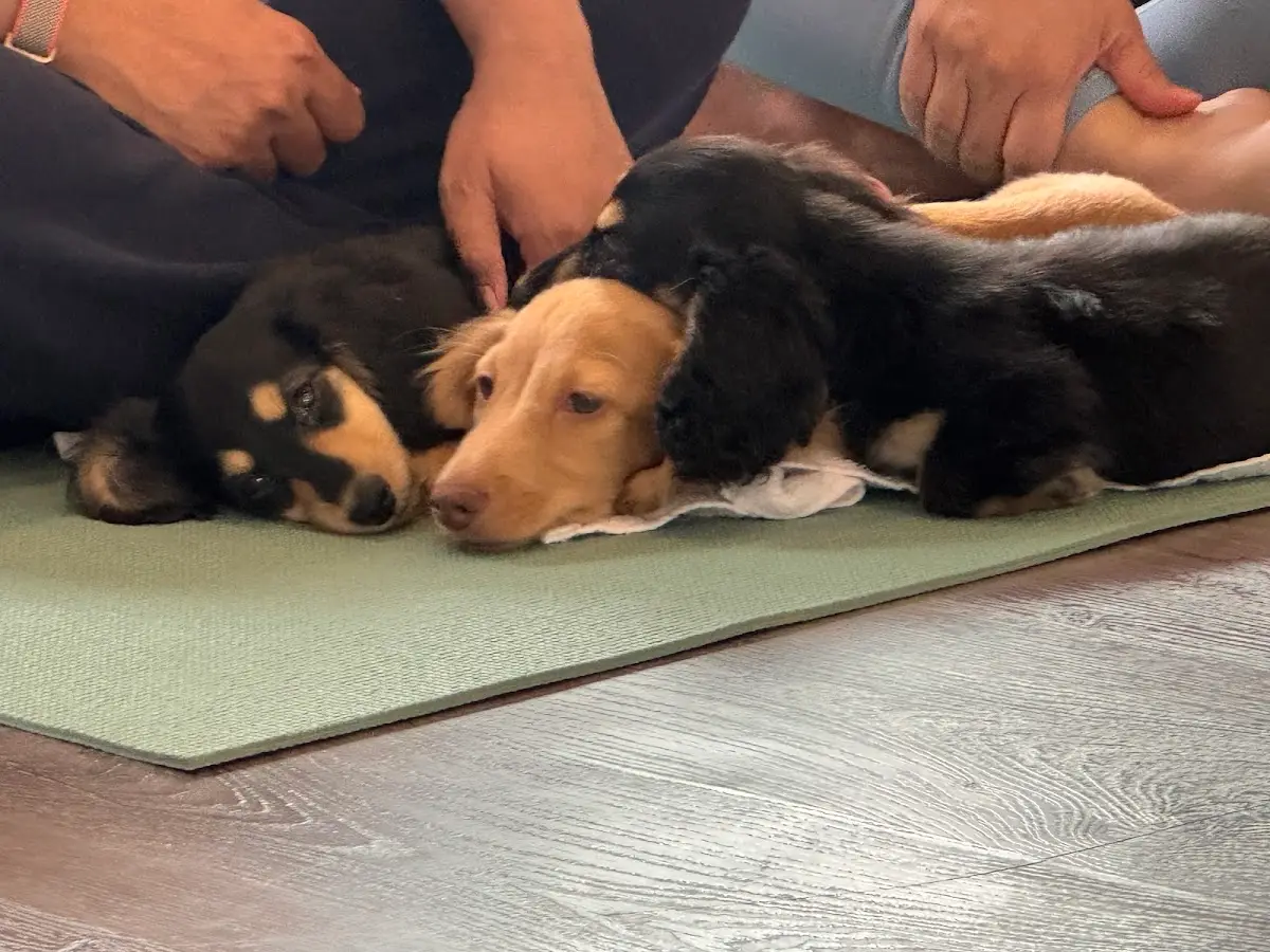 Puppy Yoga Los Angeles - West Hollywood (Puppies Yoga) — Yoga, Tai Chi & Pilates in Santa Monica Blvd, Los Angeles
