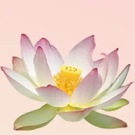 Reiki Training Institute - Sharing Reiki for over 30 years. — Reiki & Energy Medicine in Vista Del Mar, Los Angeles