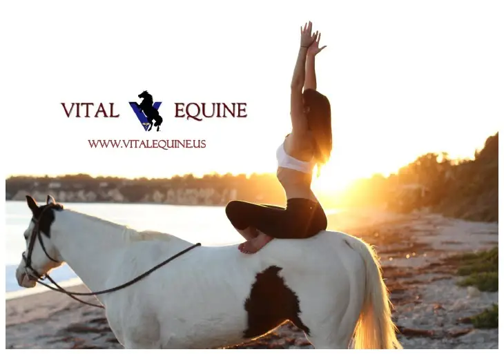 Vital Equine Holistic Veterinary Medicine — Naturopathic Medicine in Calabasas, Los Angeles