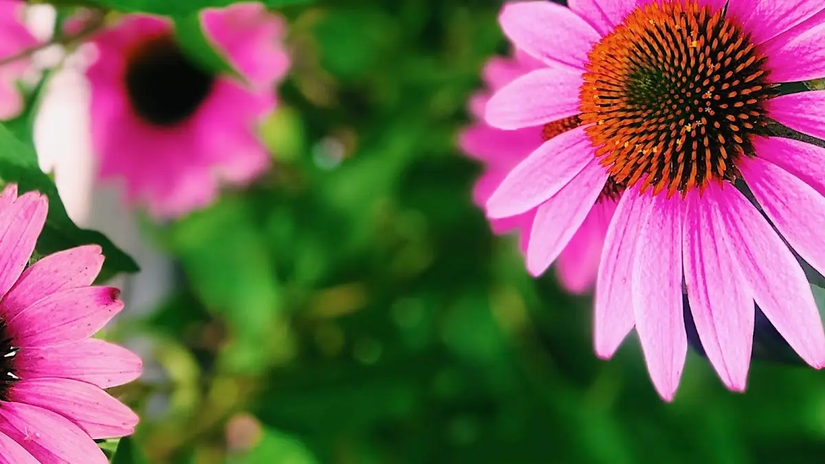 Temple Glow Wellness — Naturopathic Medicine in Palmetto Bay, Miami