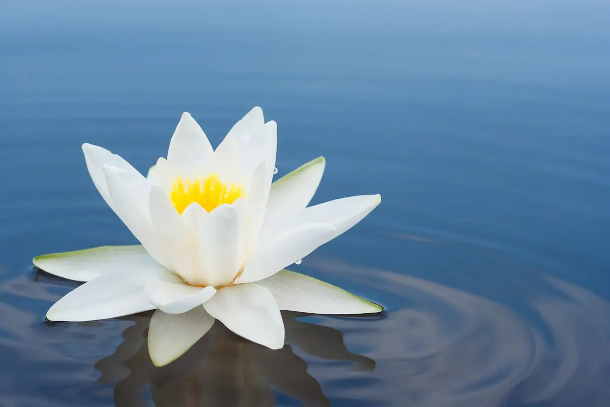 Bergen County Acupuncture and Wellness — Acupuncture in W Passaic St 1st floor, New York