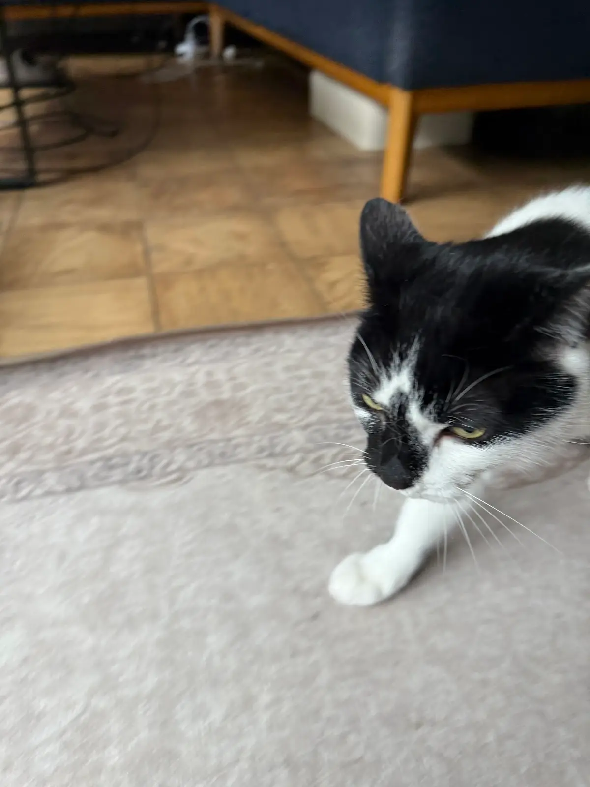 Holistic Vet, Dr. Marcie Fallek, DVM, CVA — Naturopathic Medicine in TRS, New York