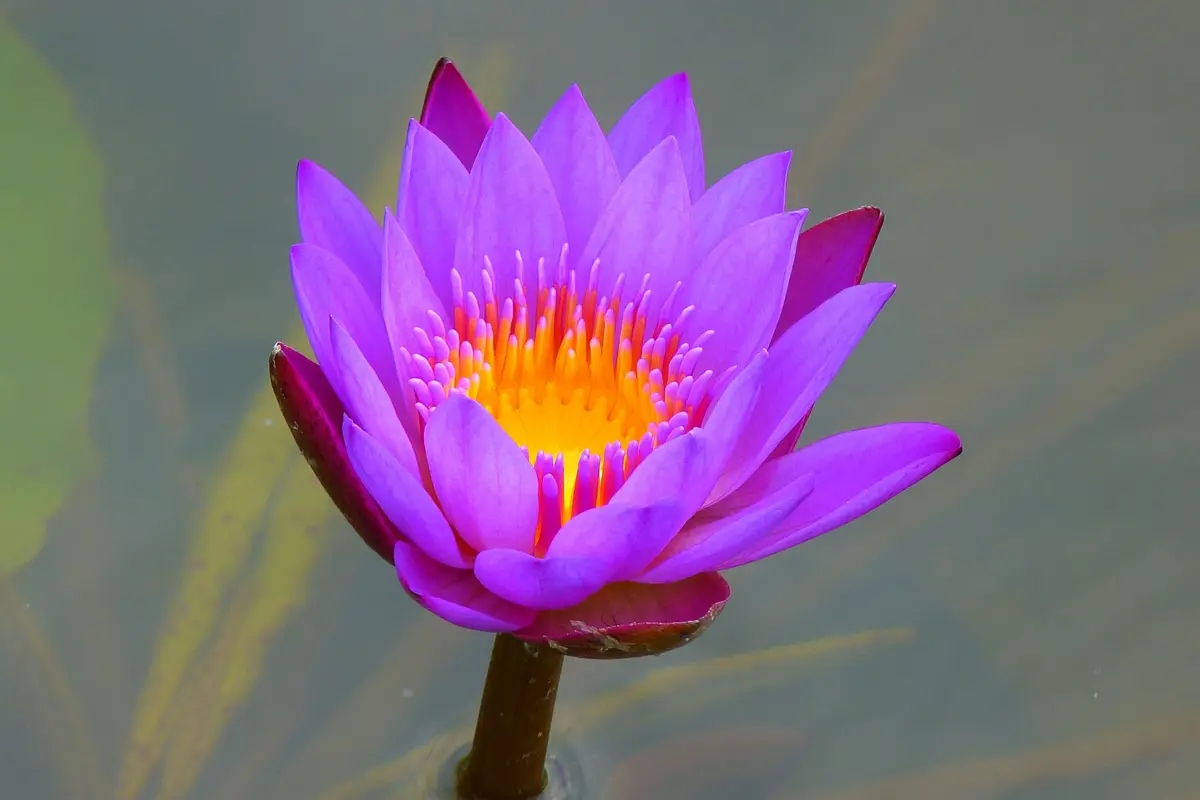 Mari Helps LLC — Reiki & Energy Medicine in Avenue U Box 80, New York