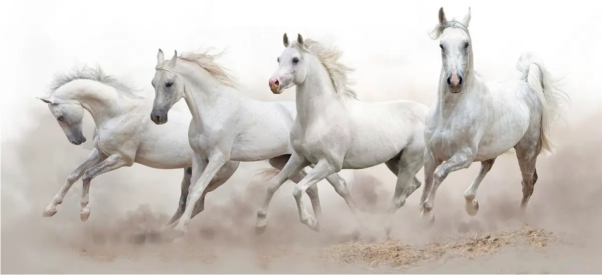 ThunderHorse Healing (Reiki, Shamanic Healing, Cleanses, Sound Healing, Spiritual Counseling) — Reiki & Energy Medicine in N 19th Ave &, Phoenix