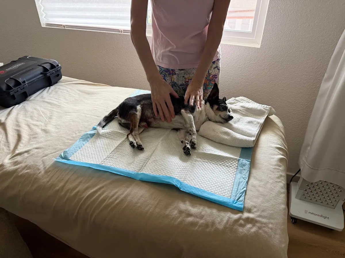 Healing Hands Canine Massage — Reiki & Energy Medicine in Magnolia Ave, San Diego