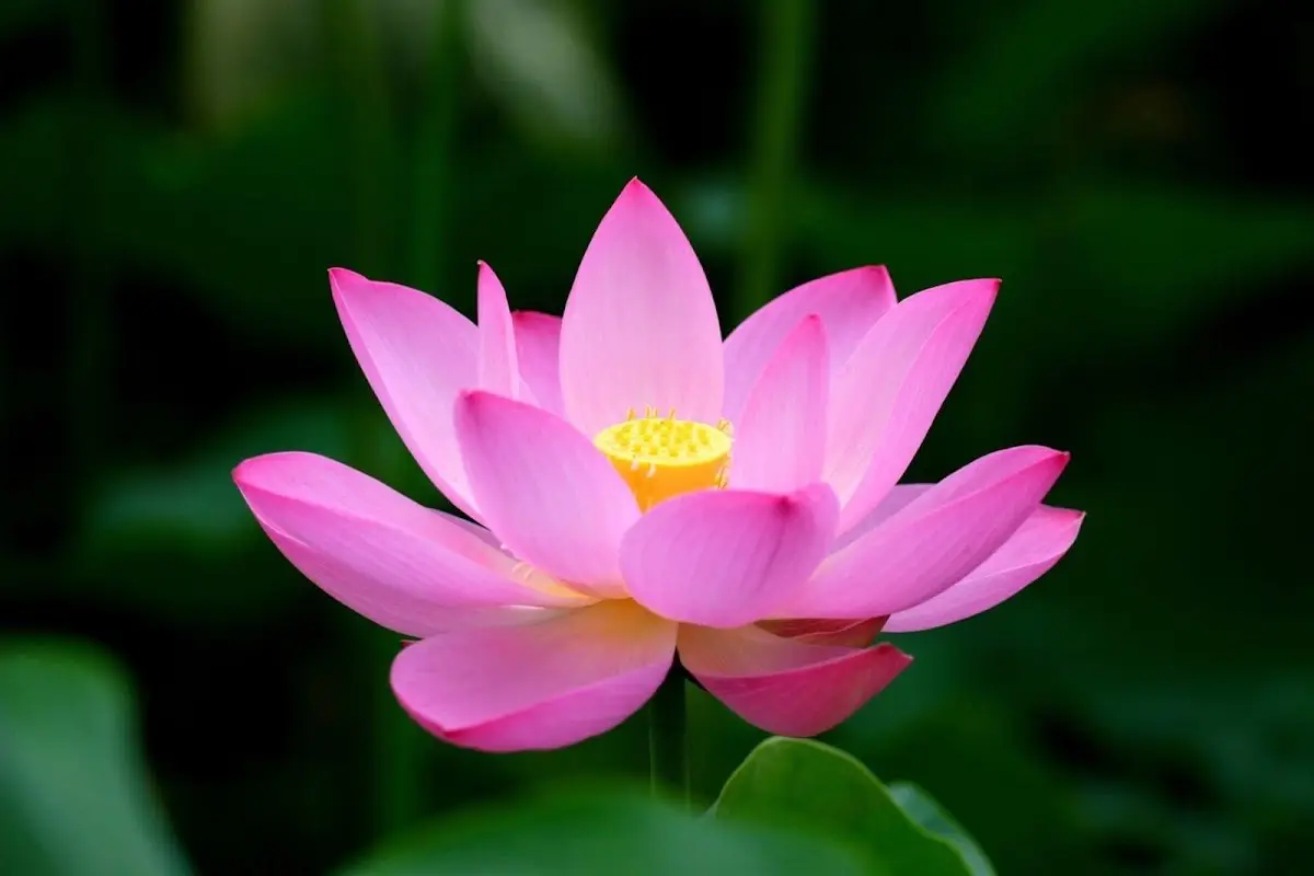 Weng's Acupuncture and Herbs Clinic — Acupuncture in Spring Valley, San Diego