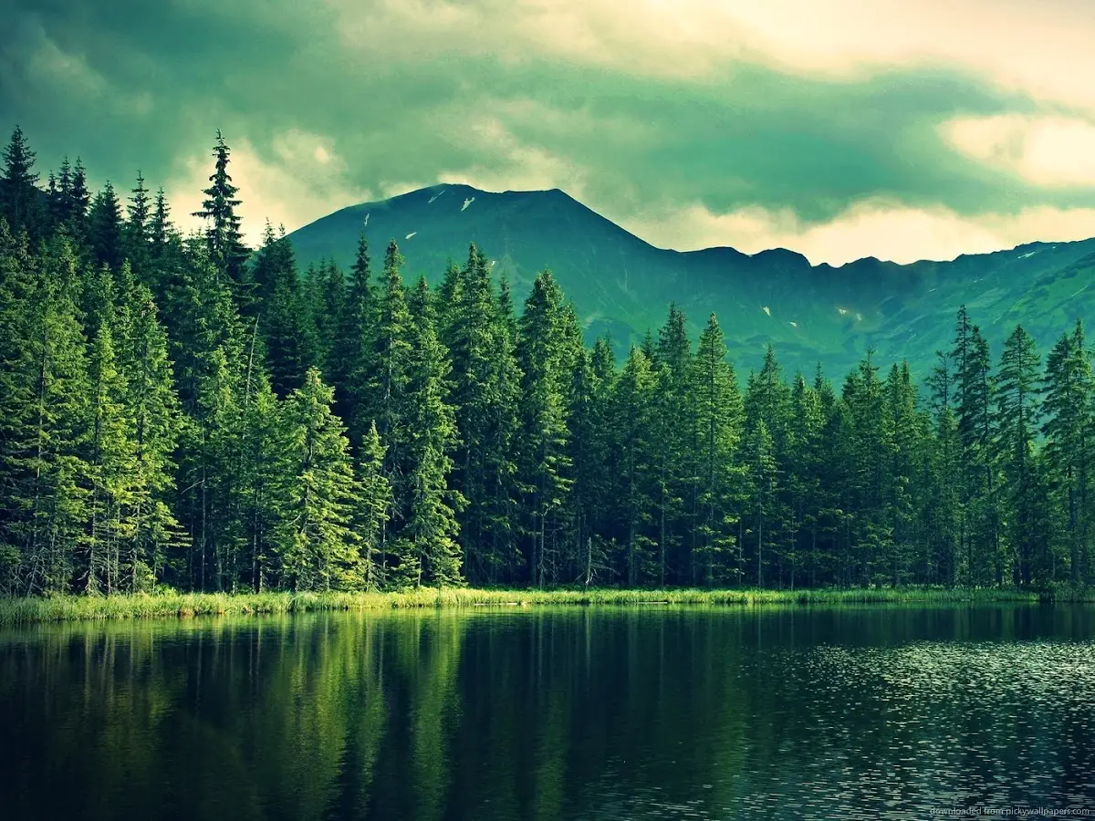 Christy Forrester Therapy — Psychotherapy in Westlake Ave N, Seattle