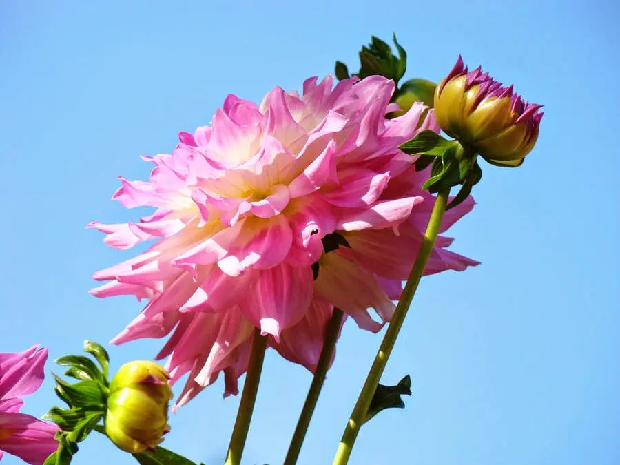 Dahlia Natural Health Clinic: Diane Moan, Naturopathic Doctor — Naturopathic Medicine in Roosevelt Way NE Inside Maple Leaf Wellness, Seattle