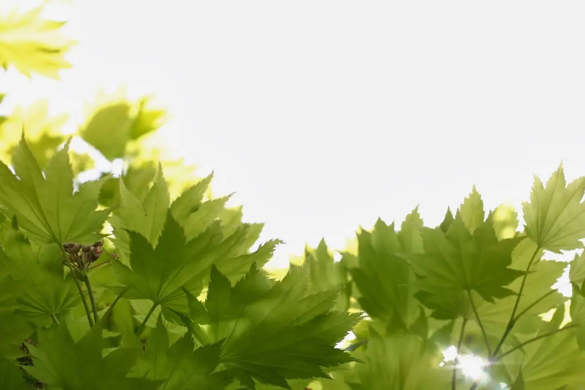 Jennifer Creson Counseling — Psychotherapy in SW Juneau St, Seattle