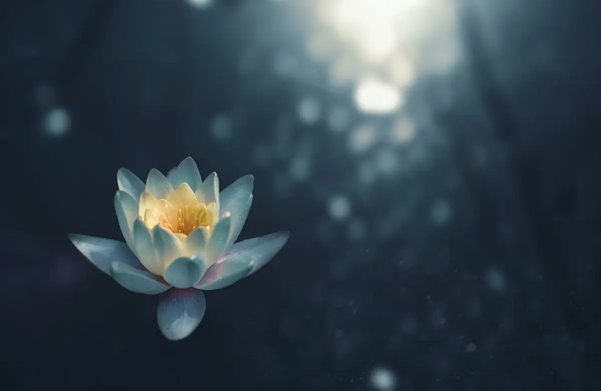 Mohala Healing & Wellness — Reiki & Energy Medicine in 29th Ave NE, Seattle